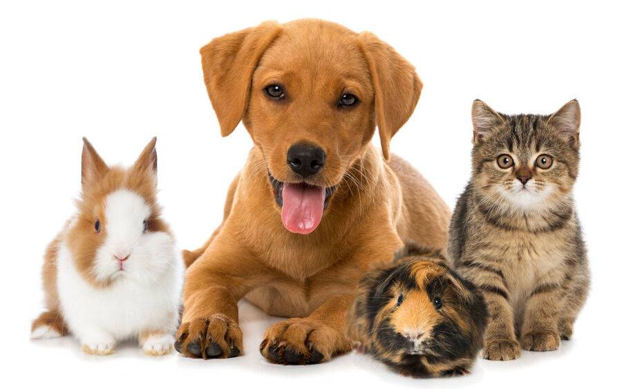 Animales y animales